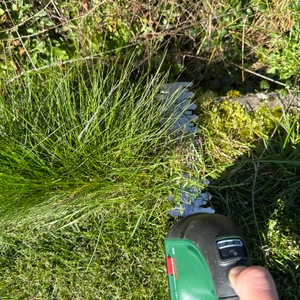 Hohes Gras wird mit dem langen Aufsatz der Bosch AdvancedShear 18V-10 geschnitten.