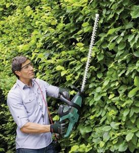 Elektrische Bosch-Heckenschere im Test: Mann schneidet eine hohe grüne Hecke.