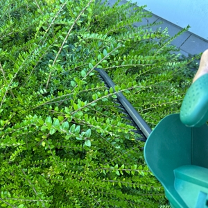 Mit der Bosch Easy Hedge Cut 45 wird ein Busch geschnitten.