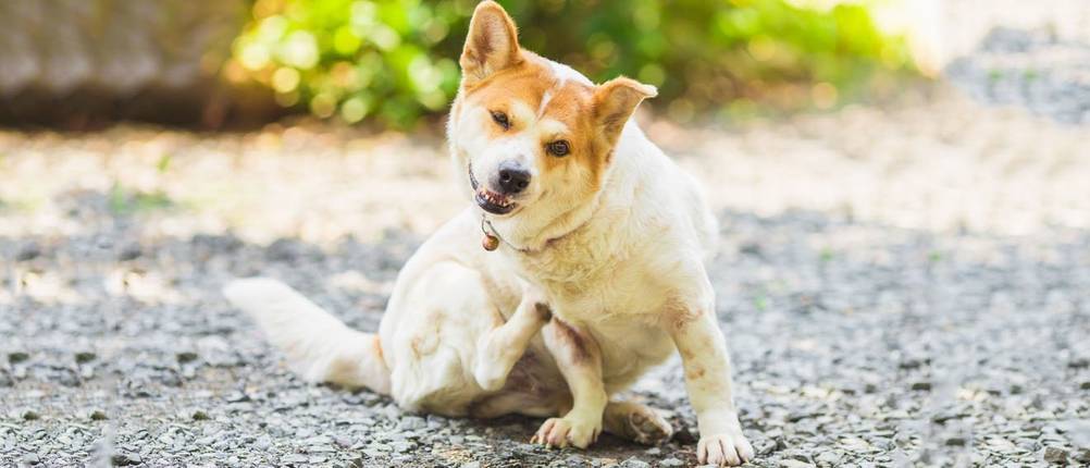 bosch-hundefutter-allergie