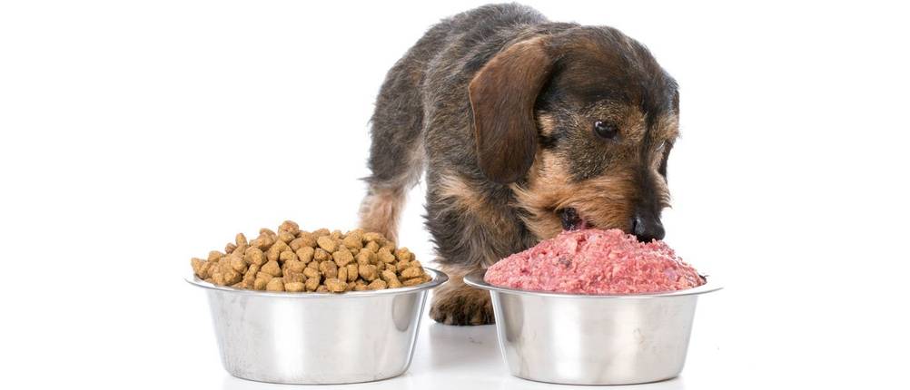 bosch-hundefutter-ernährung