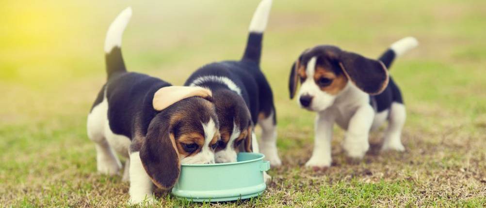 bosch-hundefutter-futterbrocken