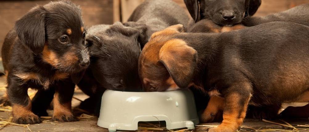 bosch-hundefutter-puppy
