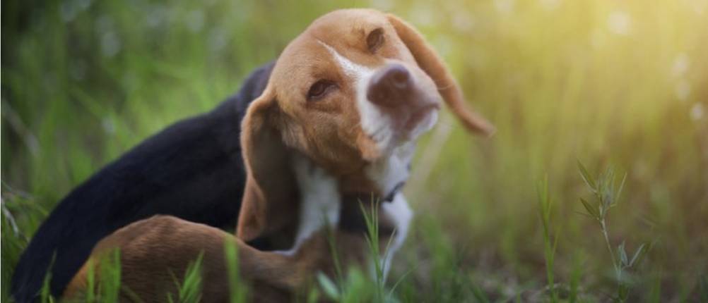 bosch-hundefutter-test-beagle