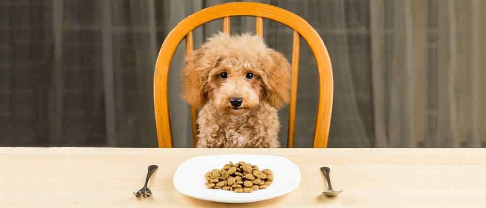 bosch-hundefutter-trockenfutter