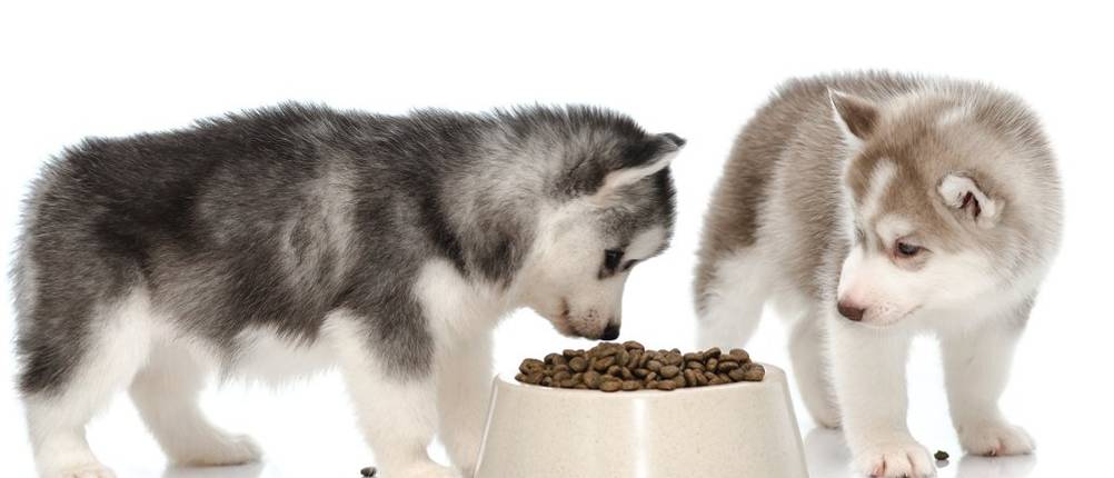 bosch-hundefutter-welpenfutter