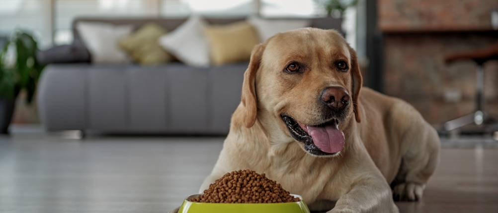 Bozita-Hundefutter-Test