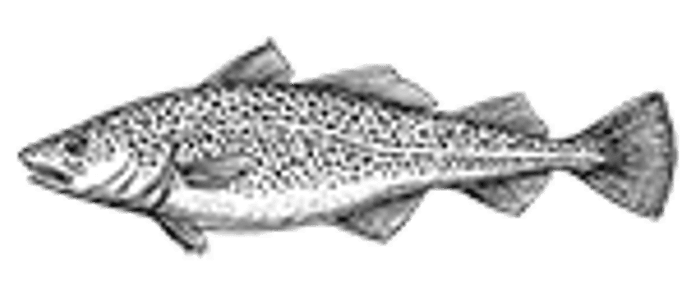dorsch
