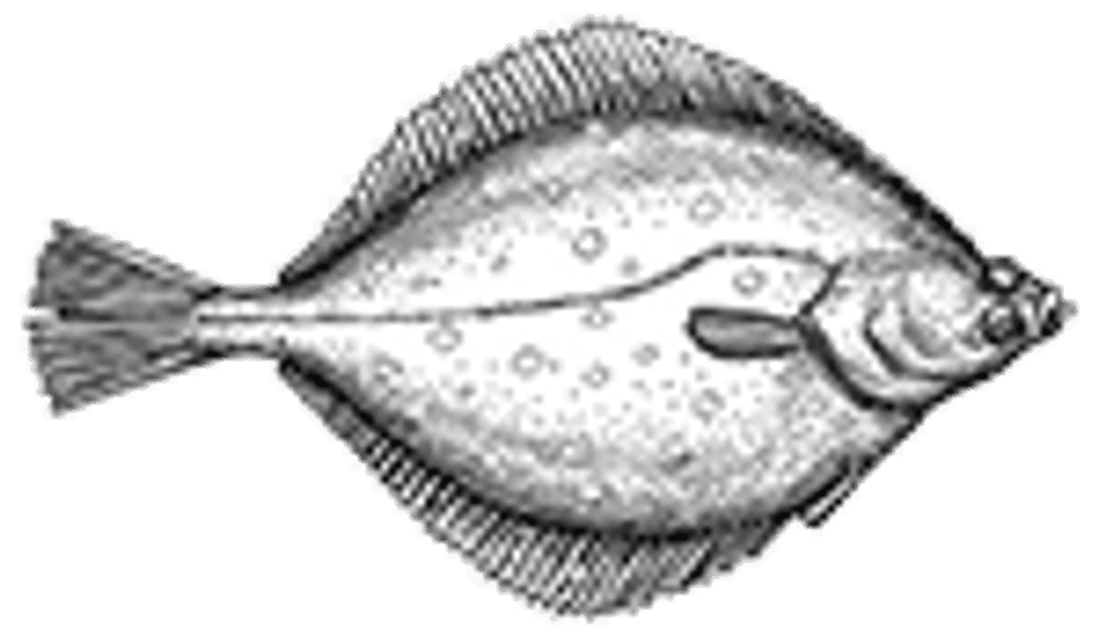 plattfisch
