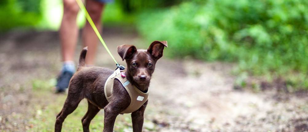 Welpengeschirr im Test: Brauner Welpe mit Hundegeschirr geht mit seinem Herrchen im Wald Gassi.