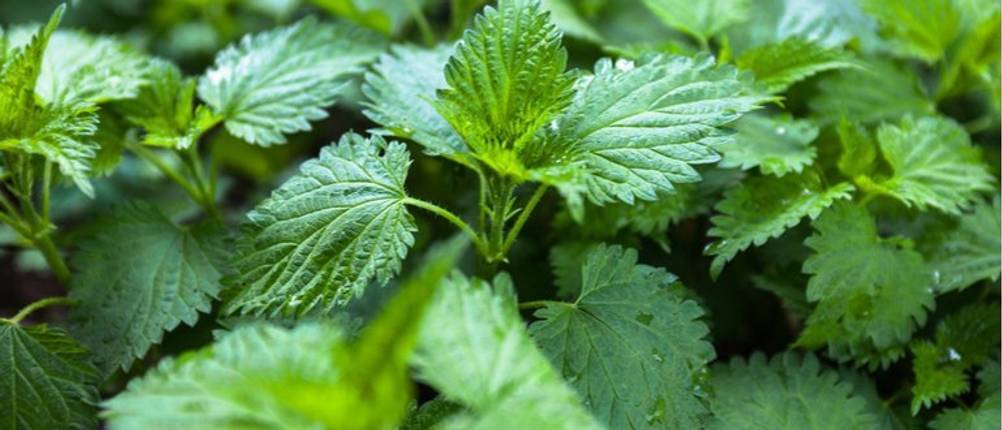 brennnessel-naturheilpflanze-natürliche-haarwasser-gesunde-haare