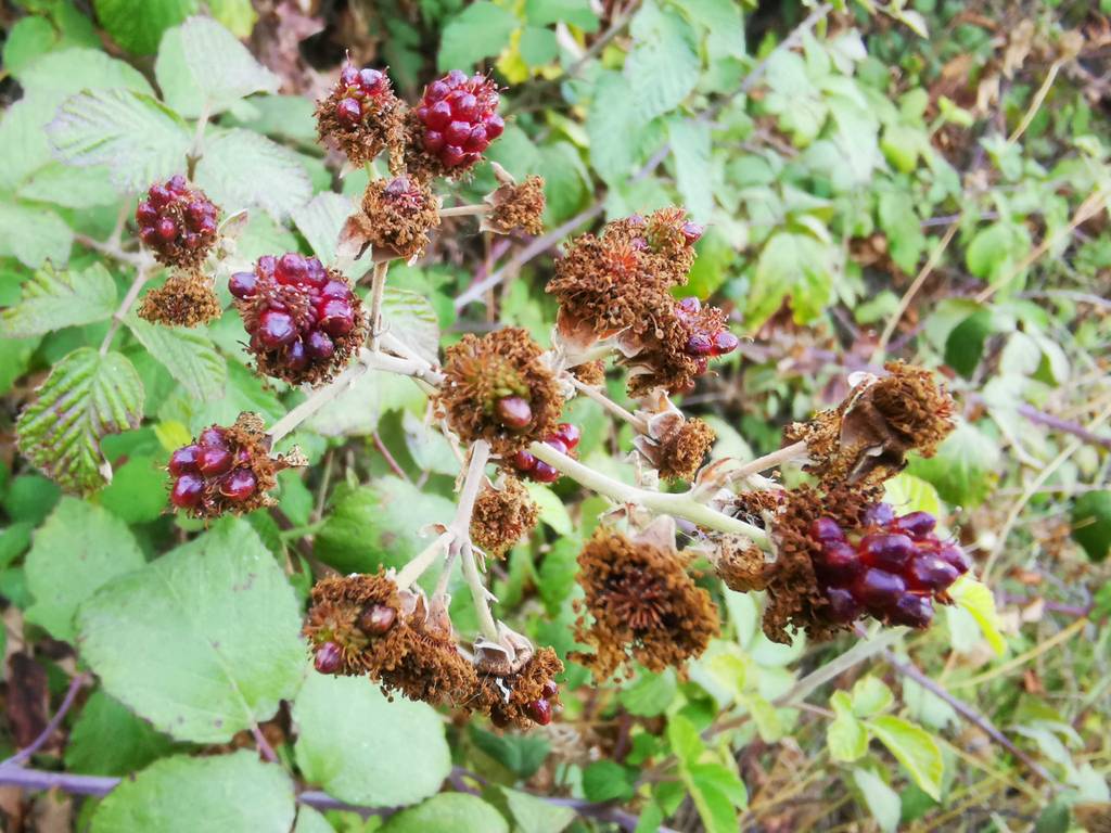 Rote Brombeeren an einem getesteten Brombeerstrauch.