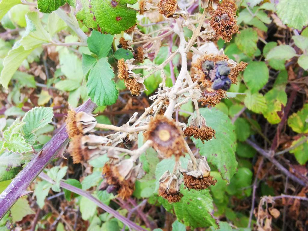 Blick auf die reifen und verblühten Beeren eines getesteten Brombeerstrauchs.