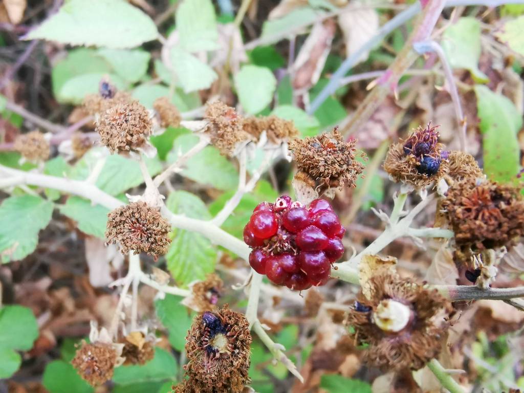 Brombeerstrauch getestet: Eine rote Beere hängt neben verblühten Knospen.