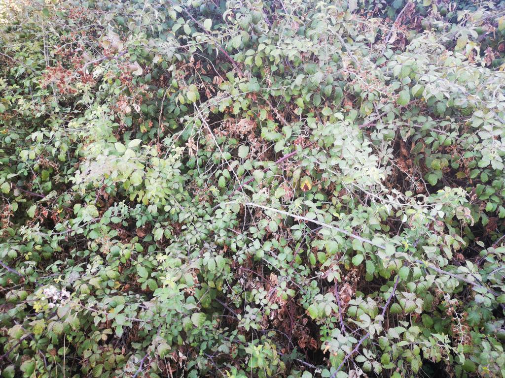 Blick auf einen getesteten wild wachsenden Brombeerstrauch.