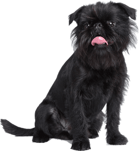 Griffon Belge
