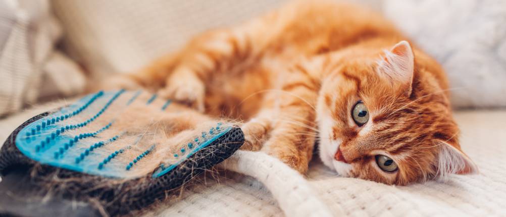 Eine Katze liegt neben einem Handschuh-Kamm auf dem Sofa.