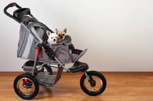 Hundebuggys für kleine Hunde ähneln einem Kinderwagen, Hundebuggys für große Hunde eher einem Fahrradanhänger.