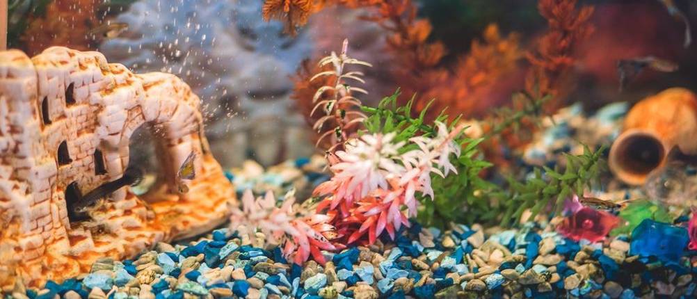 Aquarium mit Fischen und Dekoration