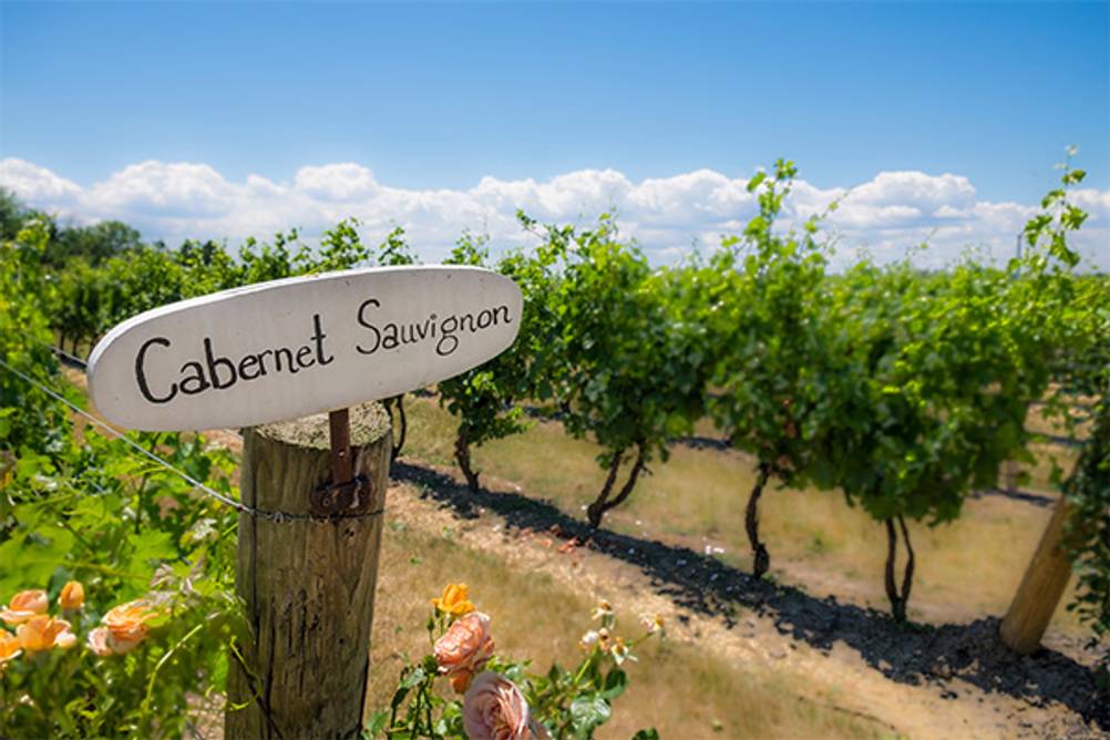 Cabernet Sauvignon im Test: Ein mit einem Schild gekennzeichneter Weinberg, in dem Cabernet Sauvignon Trauben angebaut werden.