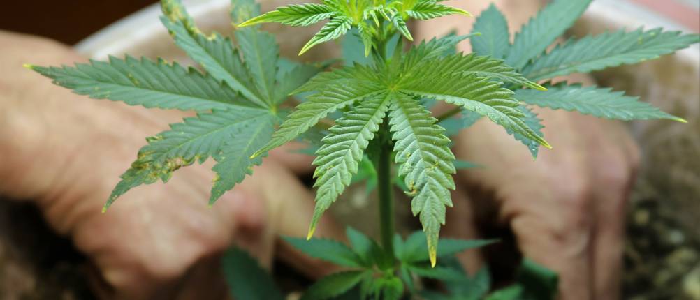 Tests zu Cannabis-Dünger: Eine Person hantiert in der Erde einer Cannabis-Pflanze mit vergilbten Blätterspitzen.