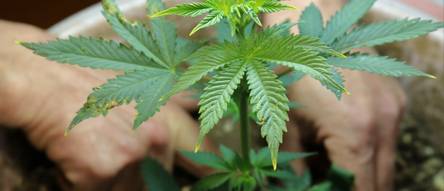 Cannabis-Dnger kaufen - Test & Vergleich  Top 14 im Juni 2026