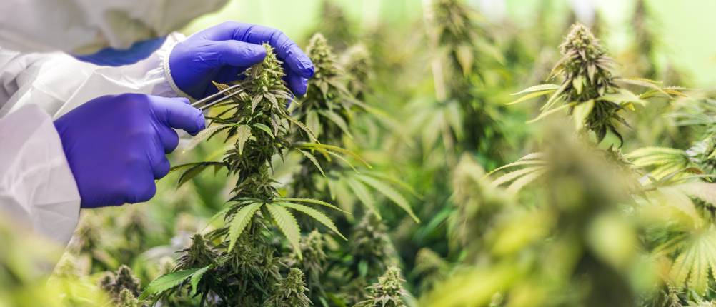 Cannabis-Rezept-Test: Eine Person mit Schutzanzug schneidet eine Cannabisblüte ab.