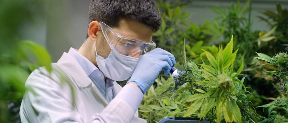 CBD-Öl kaufen: Ein Labormitarbeiter schaut mit einer Lupe Hanfpflanzen an.