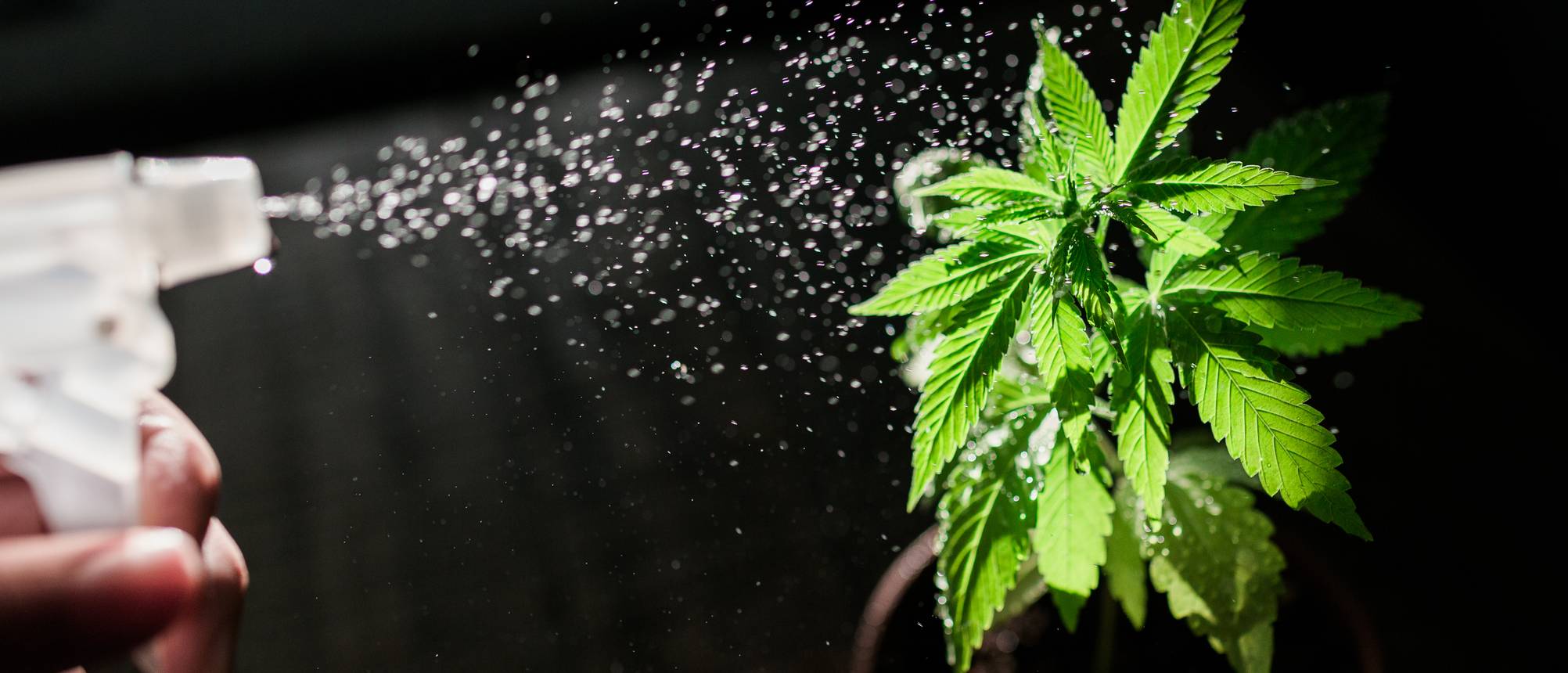 CannabisDünger kaufen Test & Vergleich » Top 17 im Mai 2025