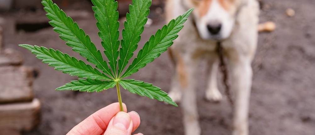 CBD-Öl kaufen: Eine Person hält ein Hanfblatt vor einen Hund.
