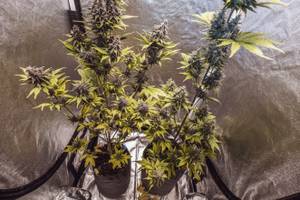 Seiten zum Cannabissamen kaufen im Test: Zwei Cannabispflanzen stehen in einer Growbox.