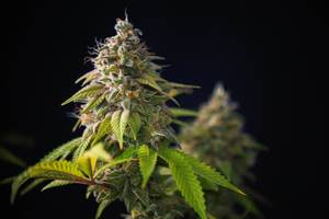 Seiten zum Cannabis kaufen getestet: Mehrere Blüten von Cannabispflanzen.