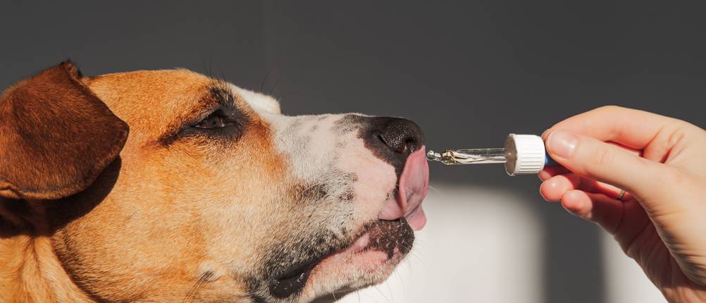 CBD-Öl kaufen: Ein Hund schleckt CBD-Tropfen von einer Pipette.
