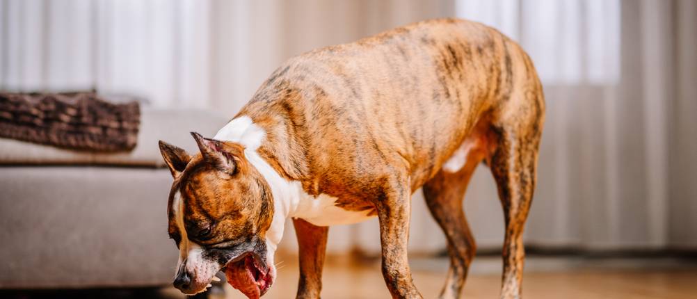 CBD-Öl für den Hund kaufen: Eine Hund würgt in einem Wohnzimmer.