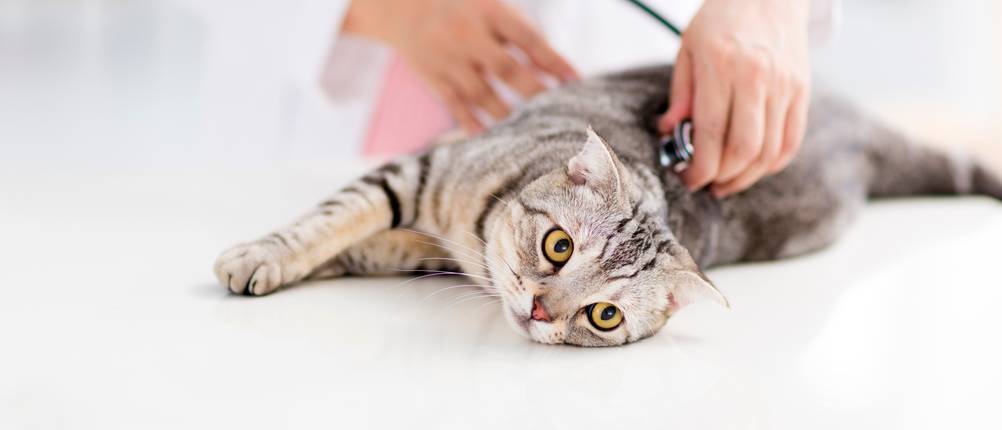 CBD-Öl für Katzen kaufen: Eine Katze wird von einem Tierarzt untersucht.