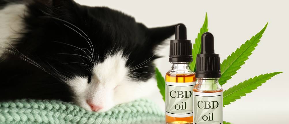 CBD-Öl für Katzen im Test: Ein Katze liegt neben zwei Flaschen CBD-Öl und schläft.