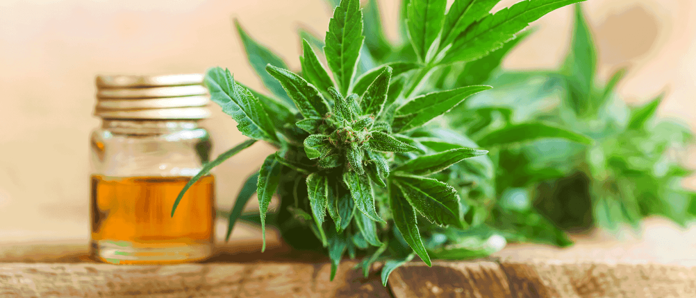 cbd-oel-wirkung cannabis cbd öl dosierung
