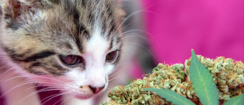 CBD-Öl für Katzen: Eine Katze riecht an einer Cannabisblüte.