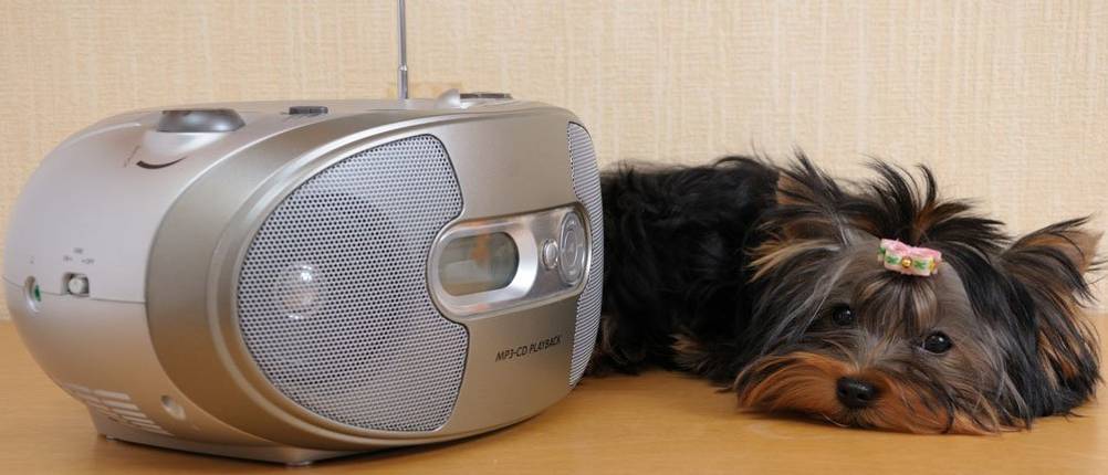 cd-radio-mit-hund