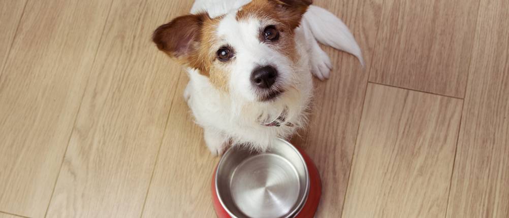 Cesar-Hundefutter-Test