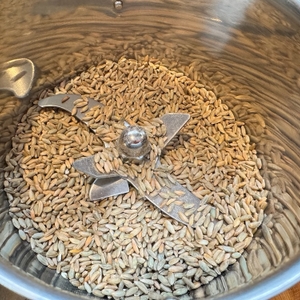 Noch nicht gemahlener Roggen in der Cgoldenwall-Getreidemühle