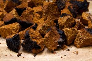 Chaga-Tee-Test: Mehrere Chaga-Pilz-Brocken. 