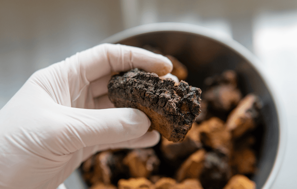 Chaga-Tee-Test: Eine Person trägt Schutzhandschuhe und hält einen Chaga-Pilz-Brocken in der Hand.