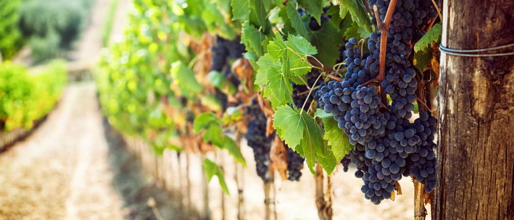 Chianti-Test