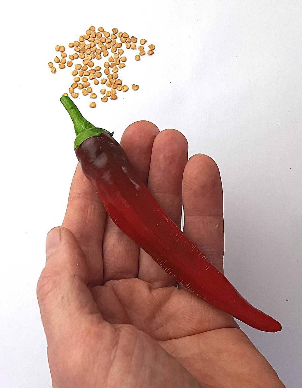 Chili-Samen im Test: Eine Hand hält eine Chilli vor die Samen auf einer hellen Fläche.