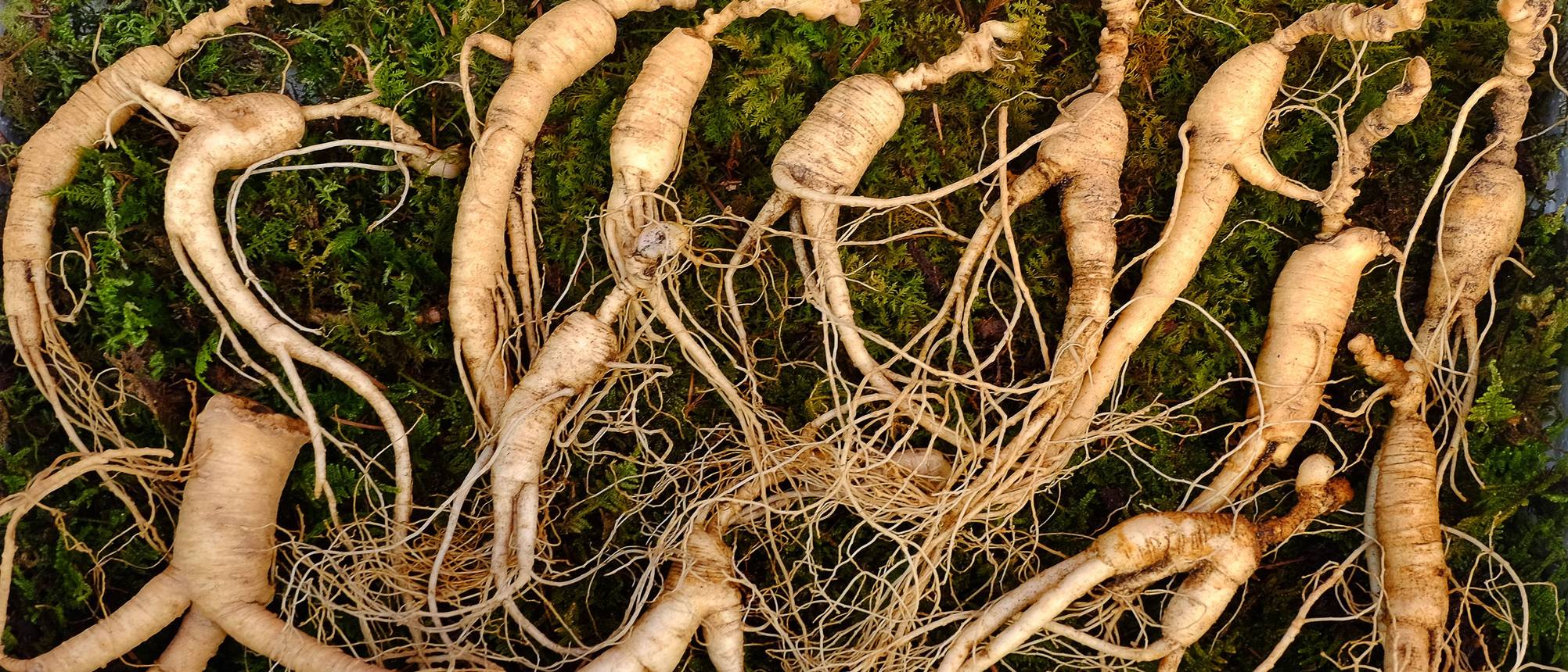 Ginseng-Kapseln Test & Vergleich » Top 19 im Juli 2025
