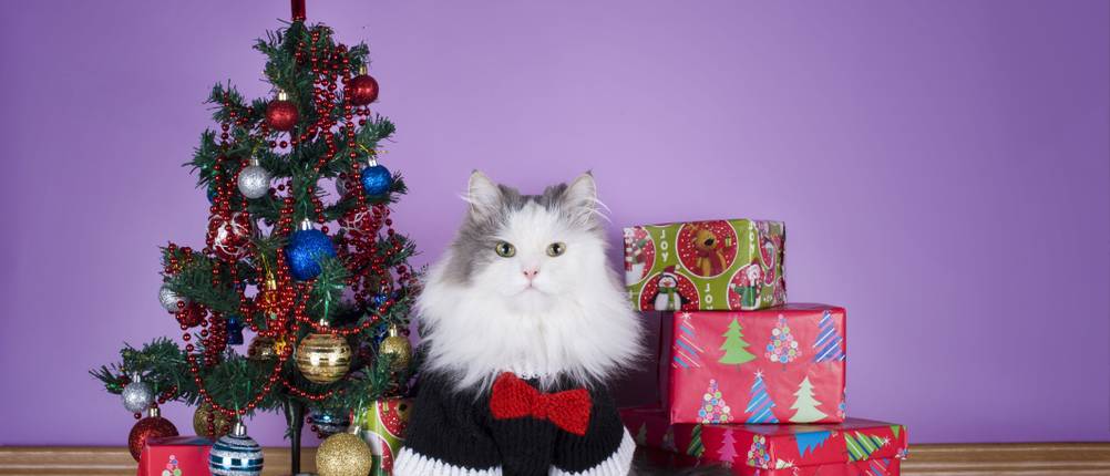 Christbaumständer Test