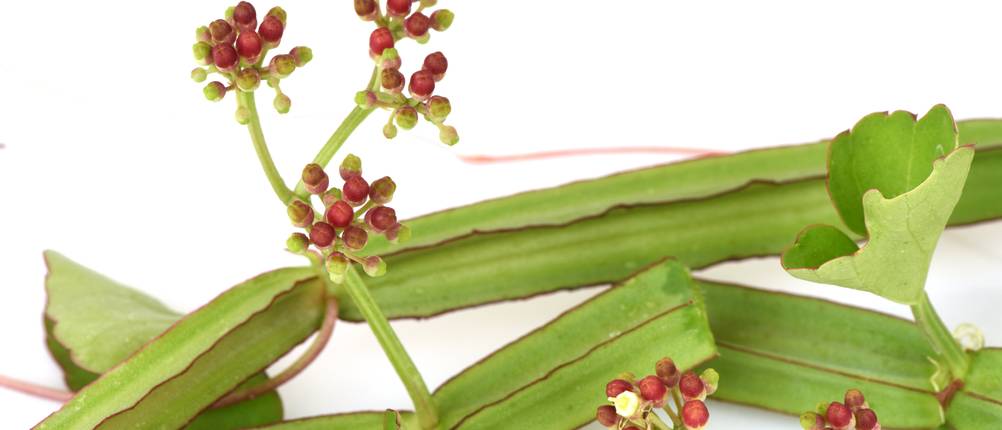 cissus quadrangularis frucht