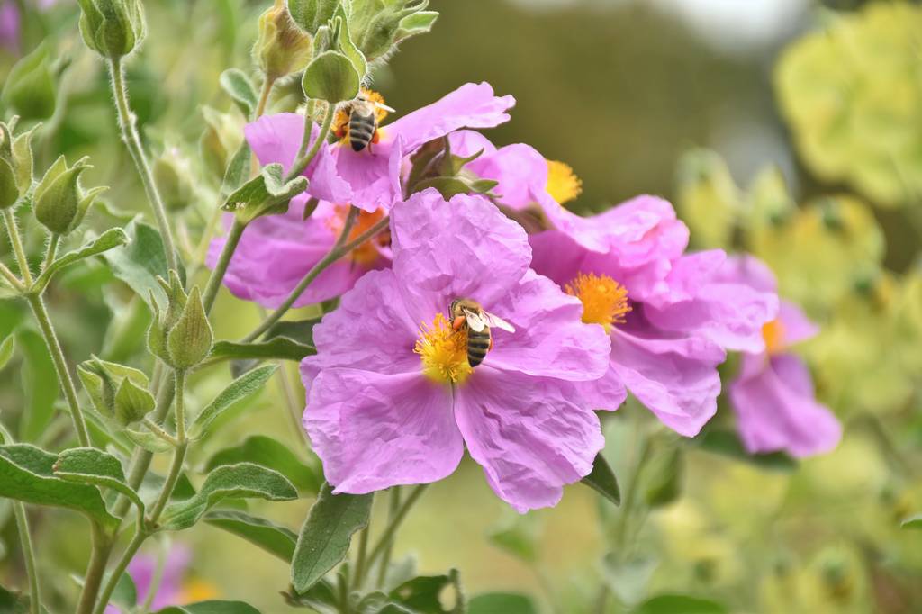 Cistus-Kapseln-Test: Aufnahme einer Zistrosenblüte mit Bienen. 