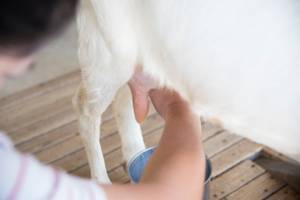 Colostrum – Laut Studien enthält die Erstmilch von Säugetieren viele Antikörper